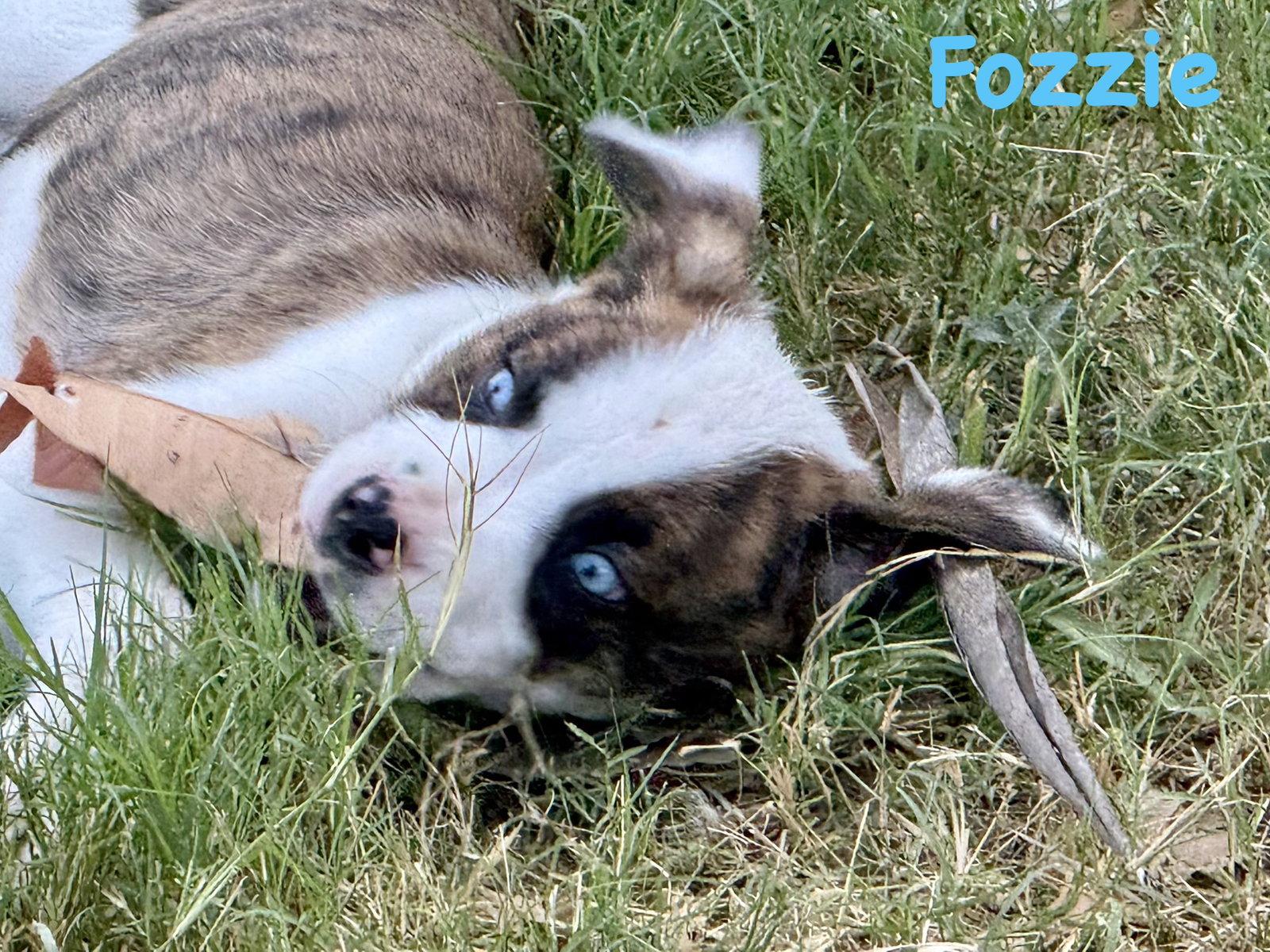 Bear Litter - Fozzie, Adoptable, Puppy Male Boxer.