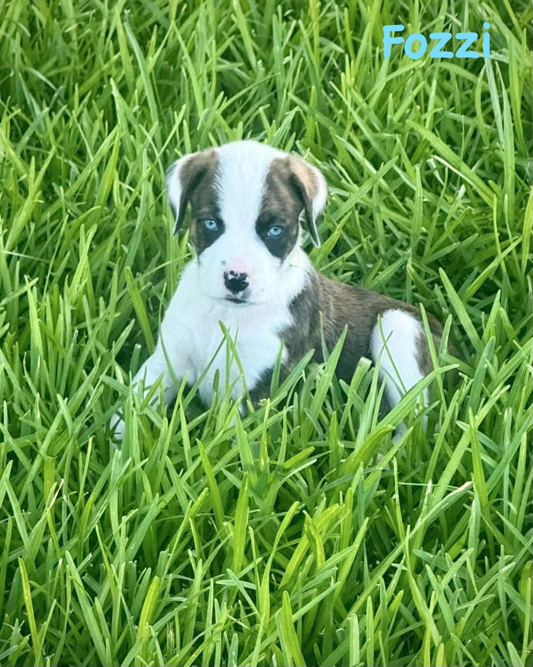 Enlarge Bear Litter - Fozzie, a Adoptable Boxer in Monticello, NY image 2/3