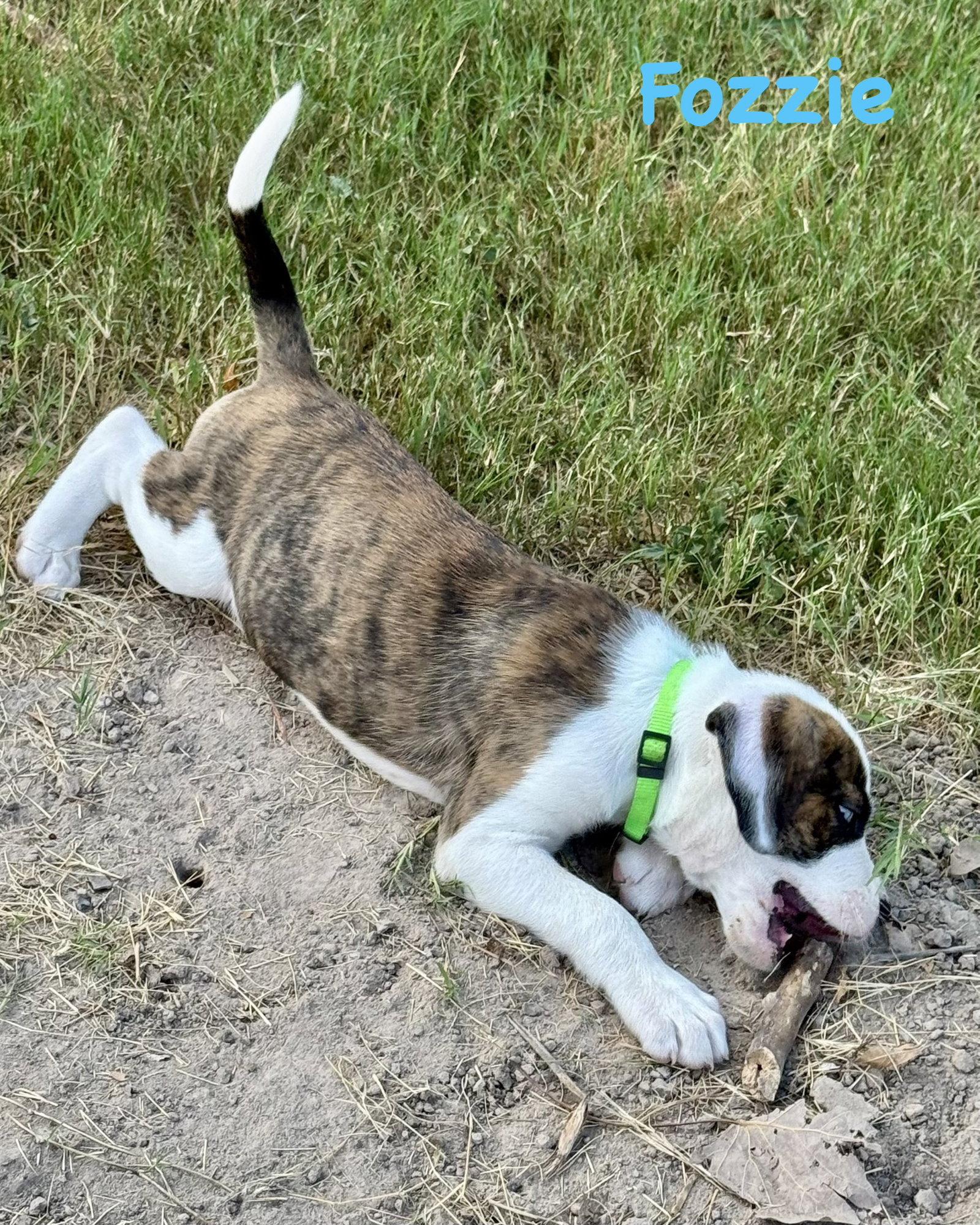 Enlarge Bear Litter - Fozzie, a Adoptable Boxer in Monticello, NY image 3/3