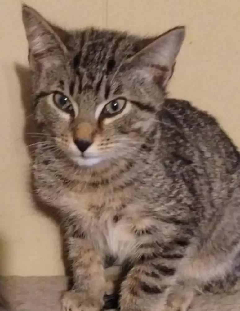 Fox 6623, Adoptable, Adult Male Domestic Short Hair.