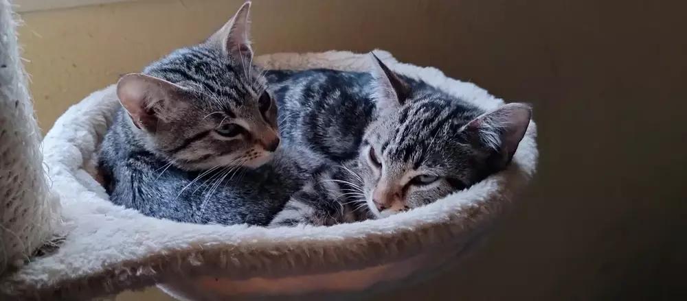 Enlarge Fox 6623, a Adoptable Domestic Short Hair in Dallas, TX image 2/6