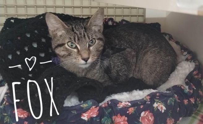 Enlarge Fox 6623, a Adoptable Domestic Short Hair in Dallas, TX image 6/6