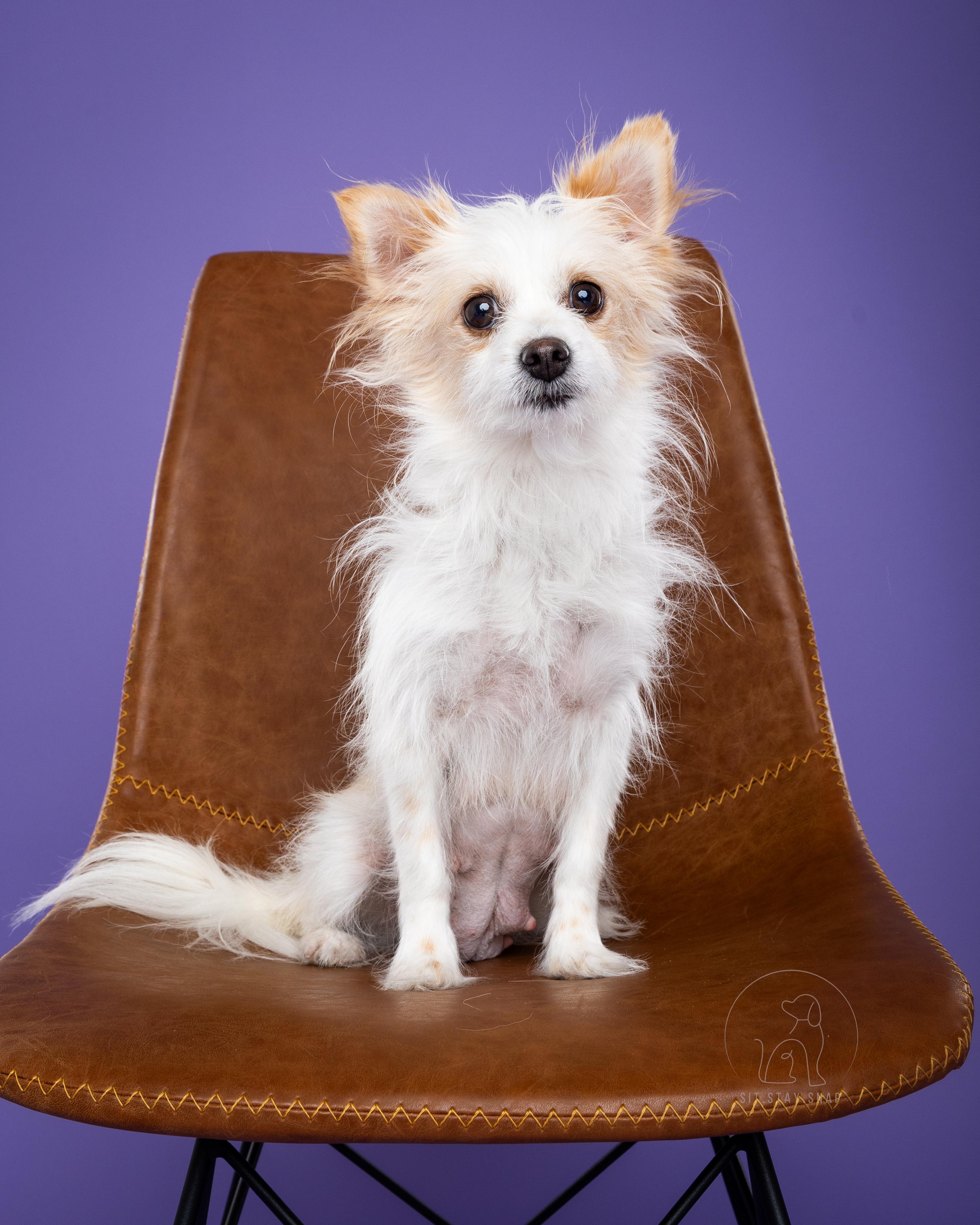 Olive, Adult Female Chihuahua
