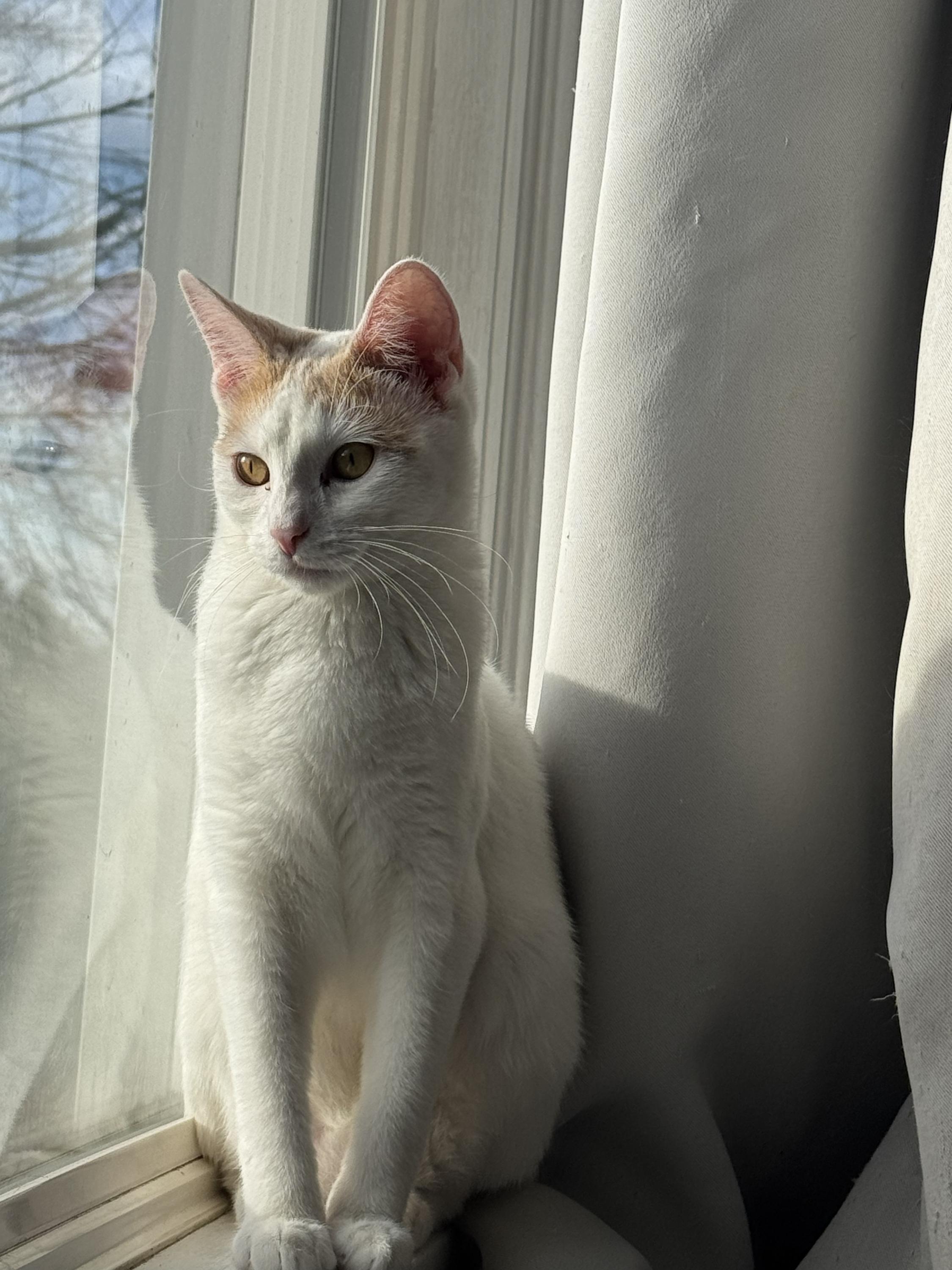 Enlarge Shishito and Tabasco, a ADOPTABLE Domestic Short Hair in Seattle, WA image 4/4