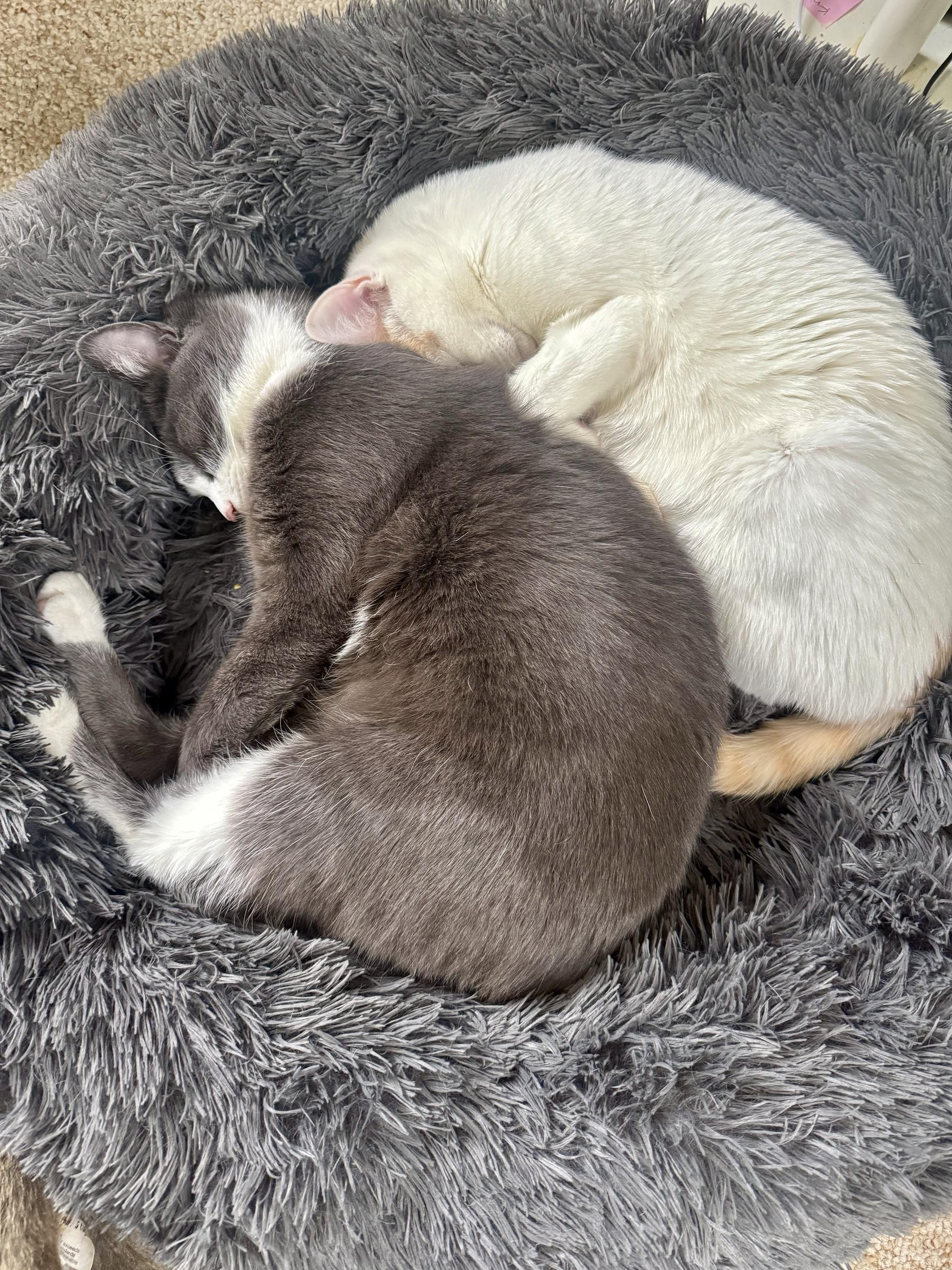 Enlarge Shishito and Tabasco, a ADOPTABLE Domestic Short Hair in Seattle, WA image 1/4