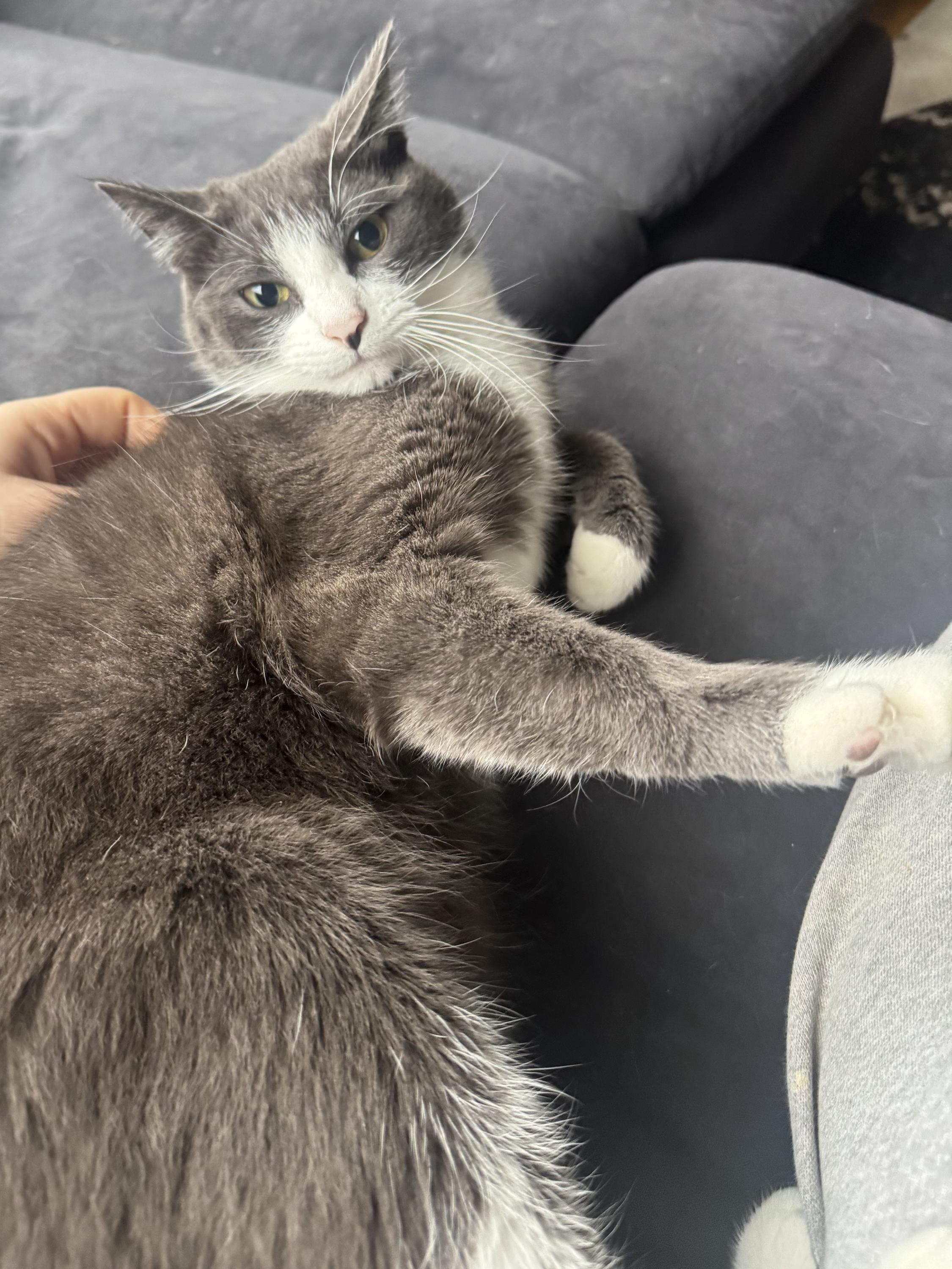 Enlarge Shishito and Tabasco, a ADOPTABLE Domestic Short Hair in Seattle, WA image 2/4