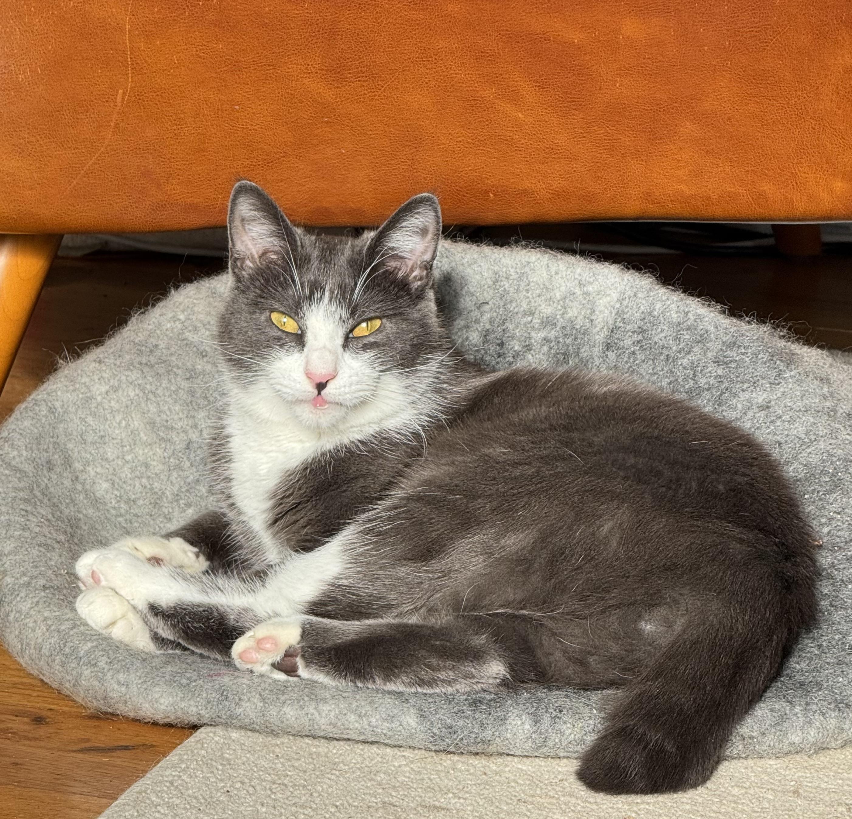 Enlarge Shishito and Tabasco, a ADOPTABLE Domestic Short Hair in Seattle, WA image 3/4