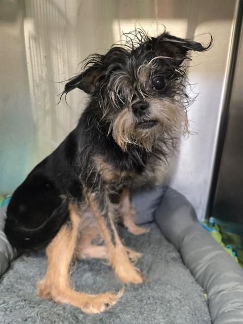 KIMMIE, Adoptable, Senior Female Brussels Griffon & Schnauzer.