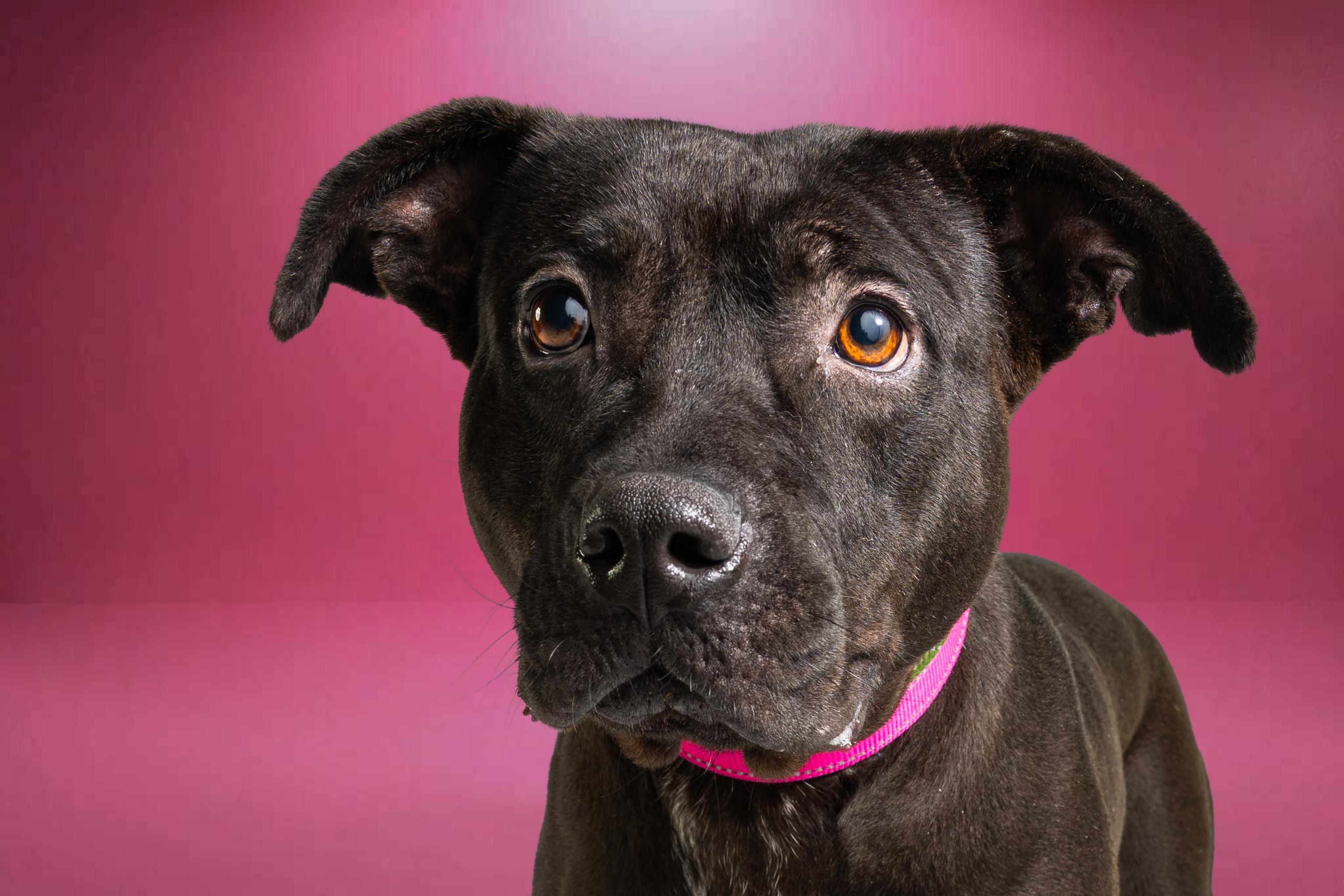 Enlarge Genesis, a Adoptable mixed breed in Tyler, TX image 2/6
