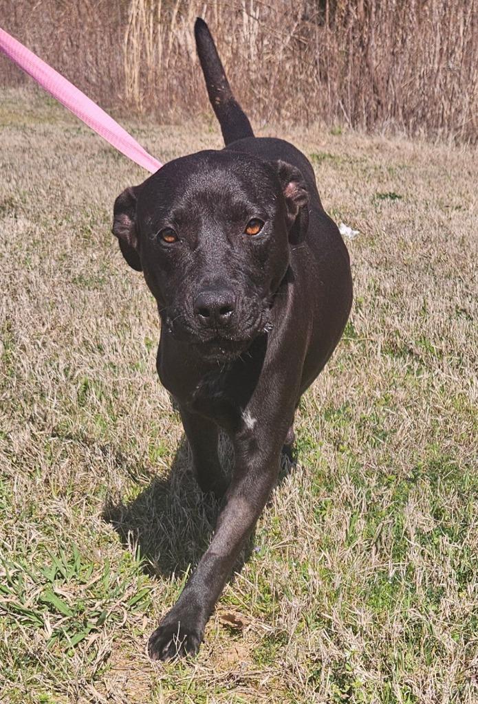 Enlarge Genesis, a Adoptable mixed breed in Tyler, TX image 3/6