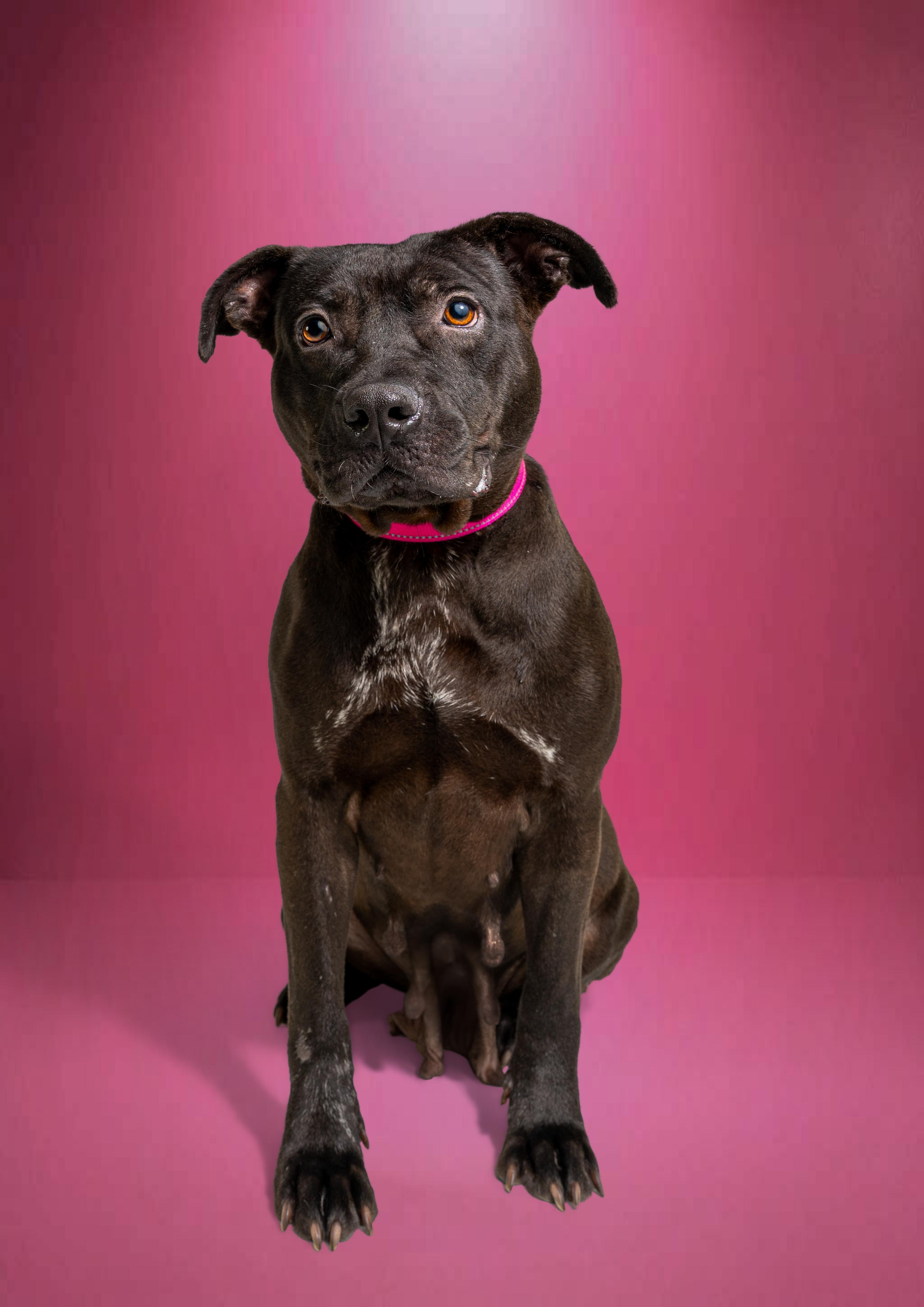 Enlarge Genesis, a Adoptable mixed breed in Tyler, TX image 1/6