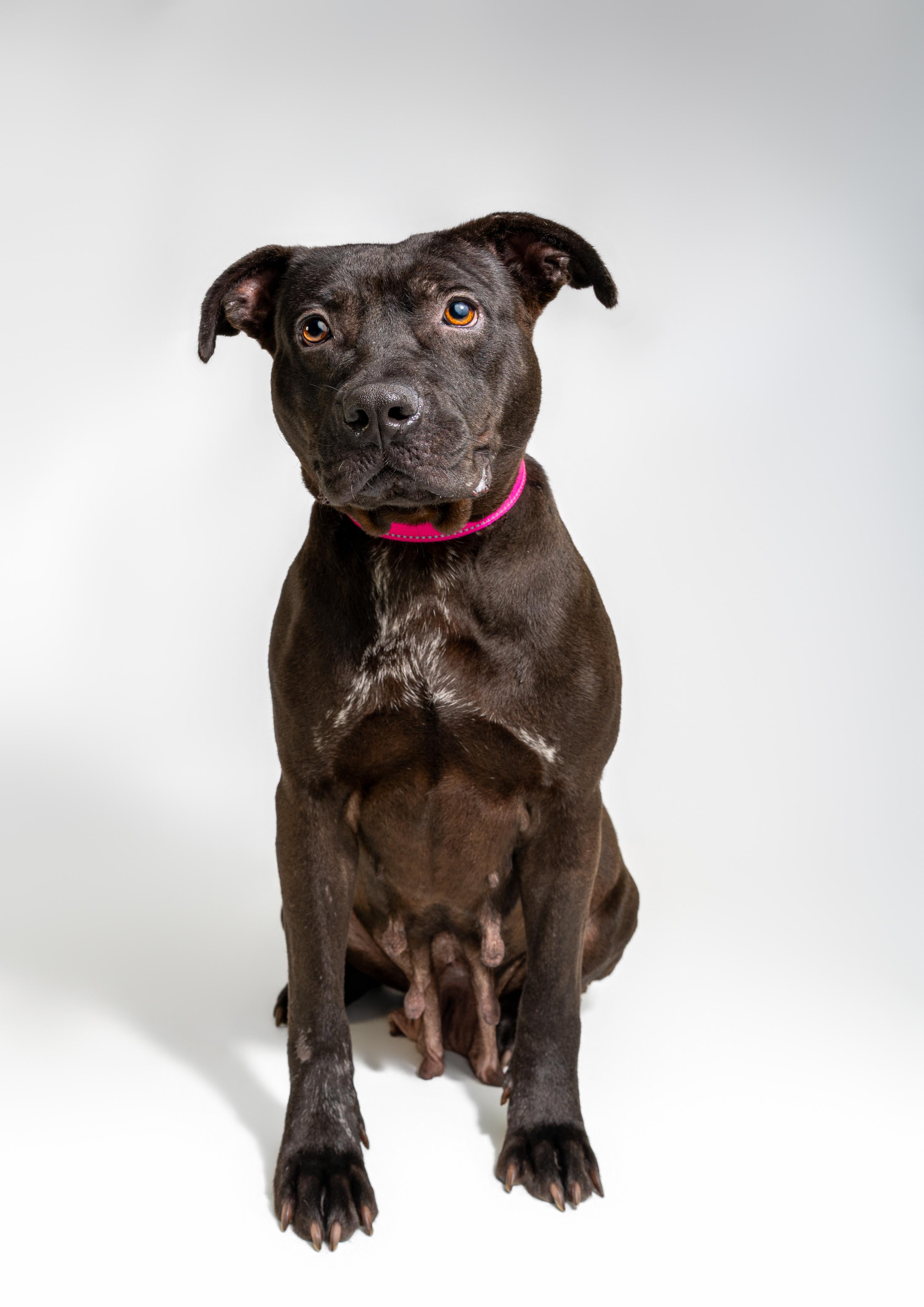 Enlarge Genesis, a Adoptable mixed breed in Tyler, TX image 5/6