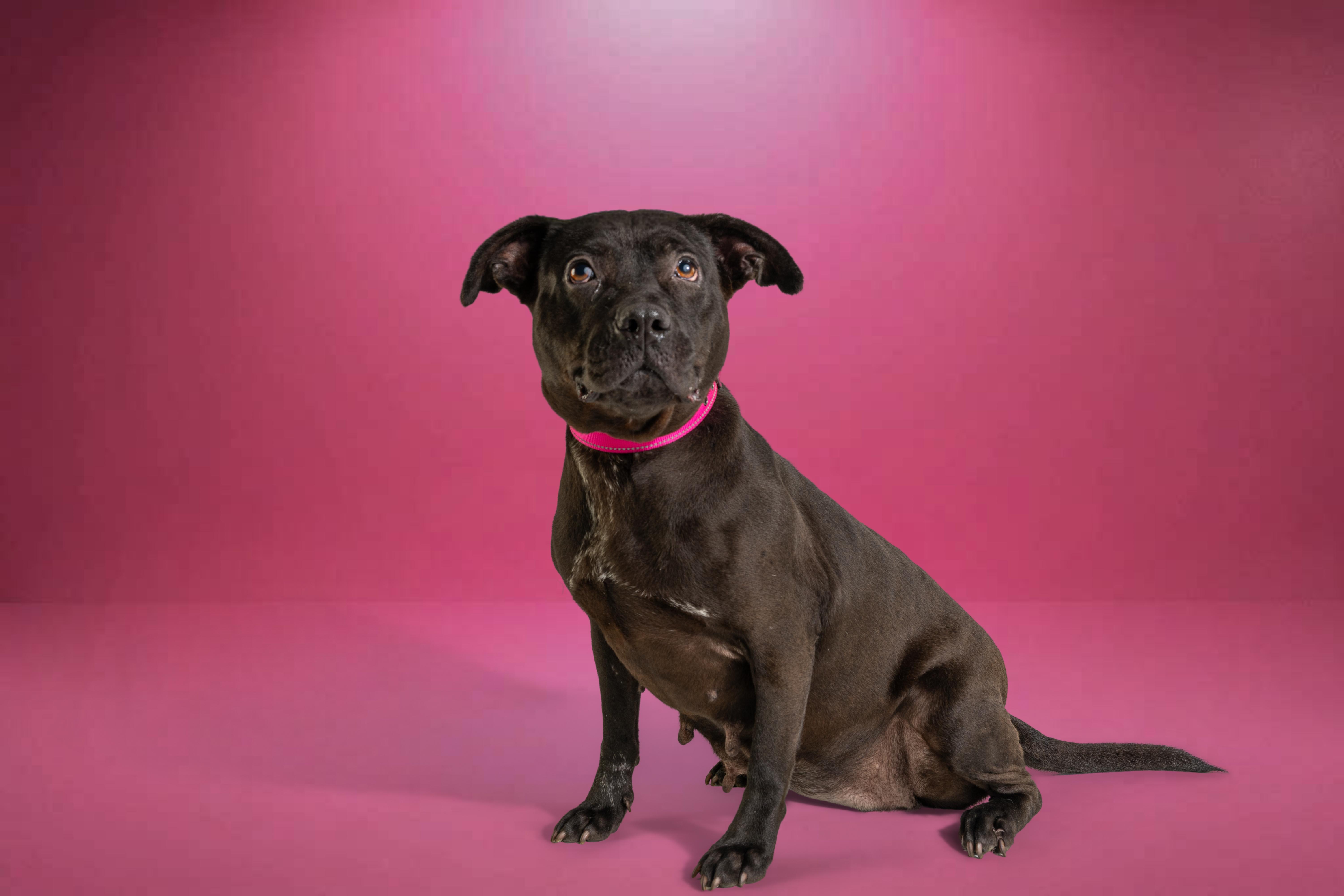 Enlarge Genesis, a Adoptable mixed breed in Tyler, TX image 6/6