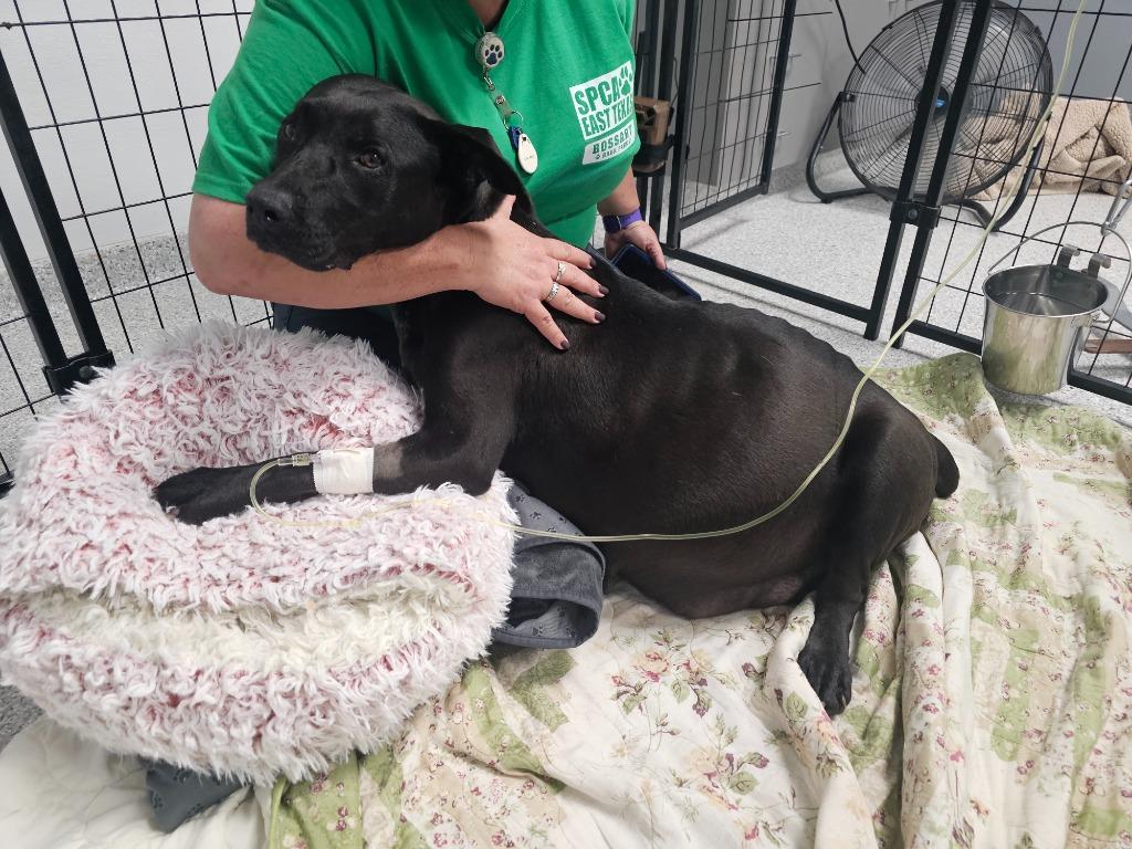 Enlarge Genesis, a Adoptable mixed breed in Tyler, TX image 4/6