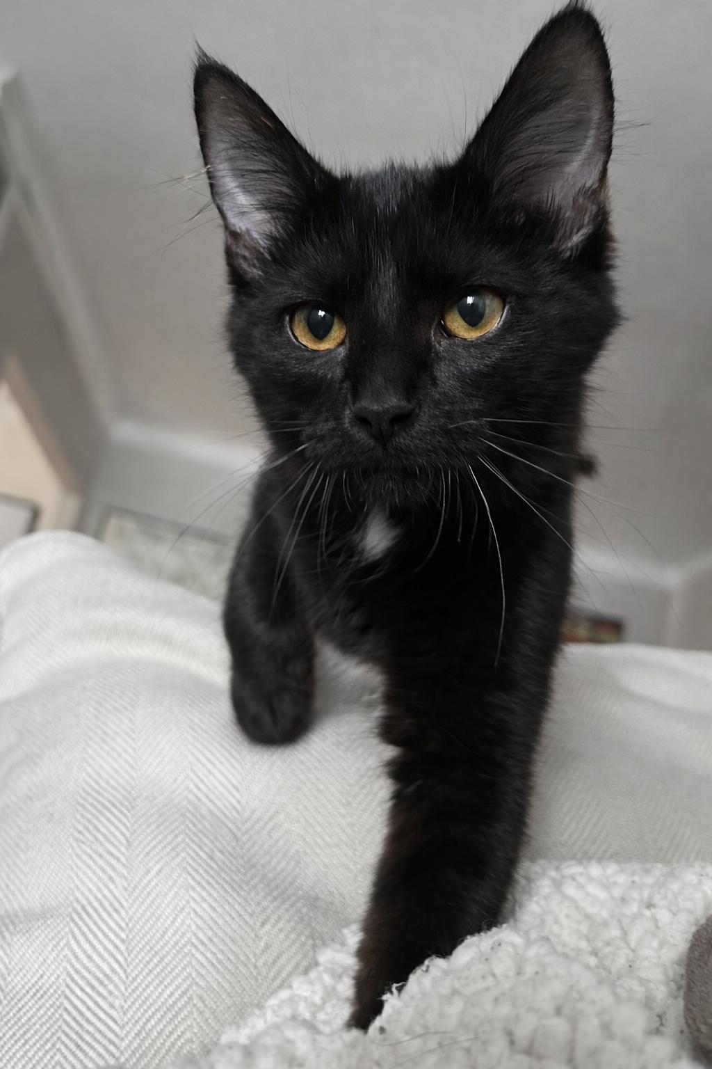 Enlarge Marcia, an adopted Domestic Long Hair in Cincinnati, OH image 1/1