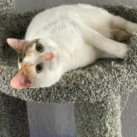 Poppy, Adoptable, Adult Female American Shorthair & American Shorthair.