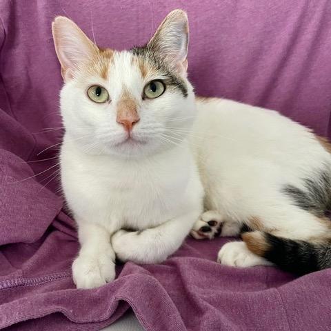 Poppy — thumbnail 2