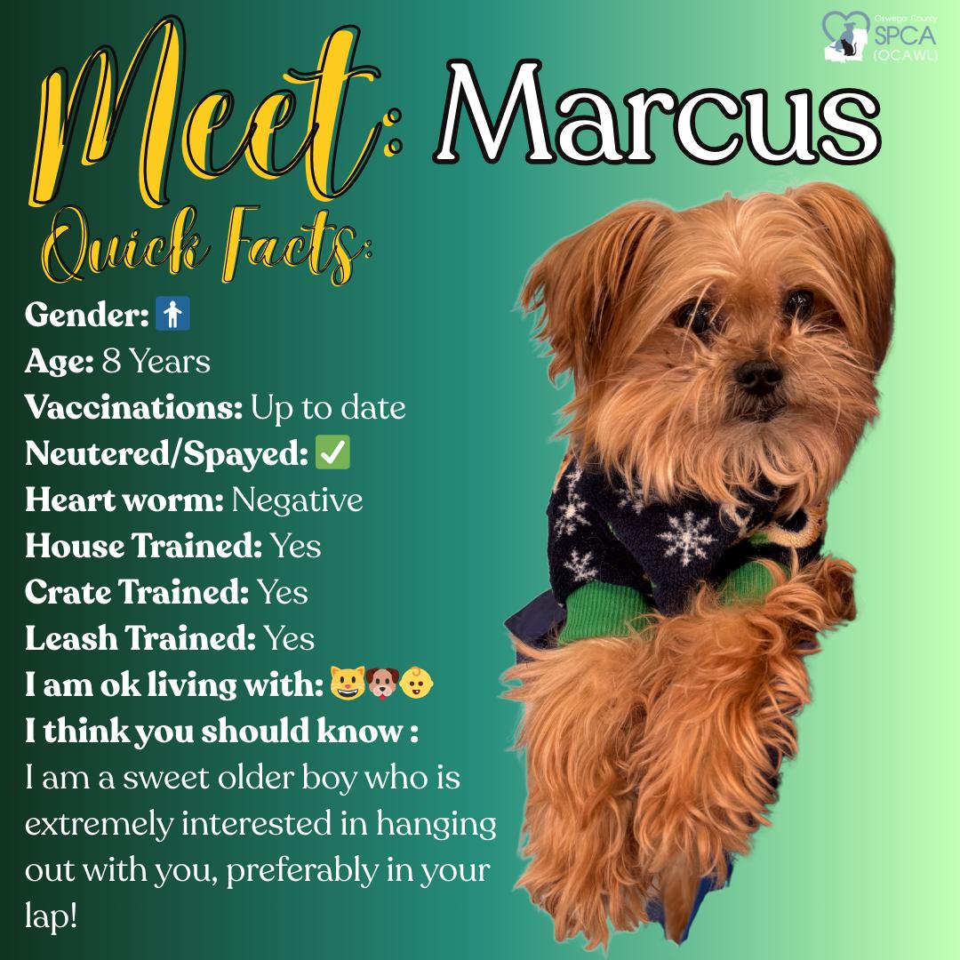 Marcus, ADOPTABLE, Senior Male Yorkshire Terrier.