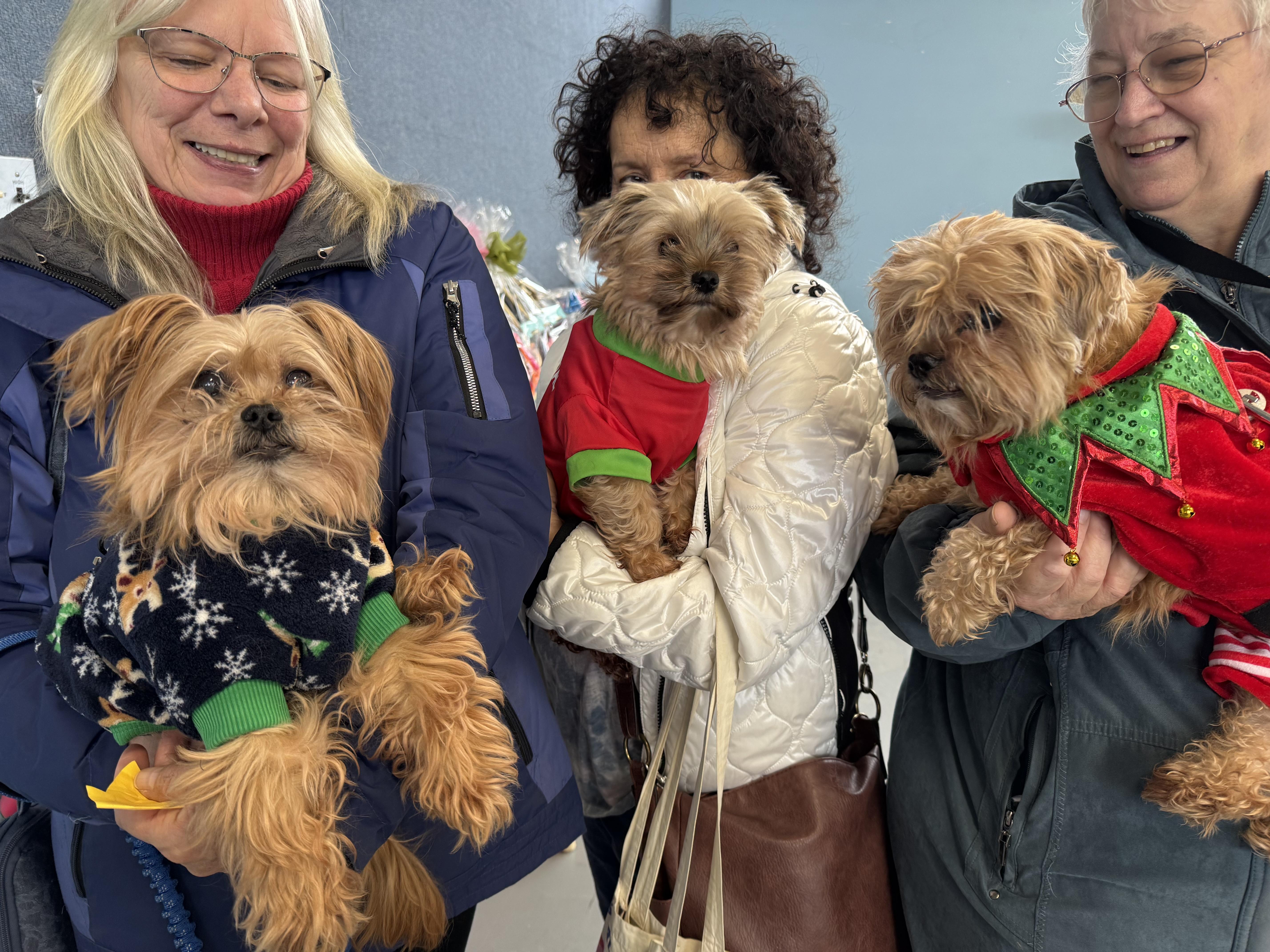 Marcus, a ADOPTABLE mixed breed in Fulton, NY image 6/6