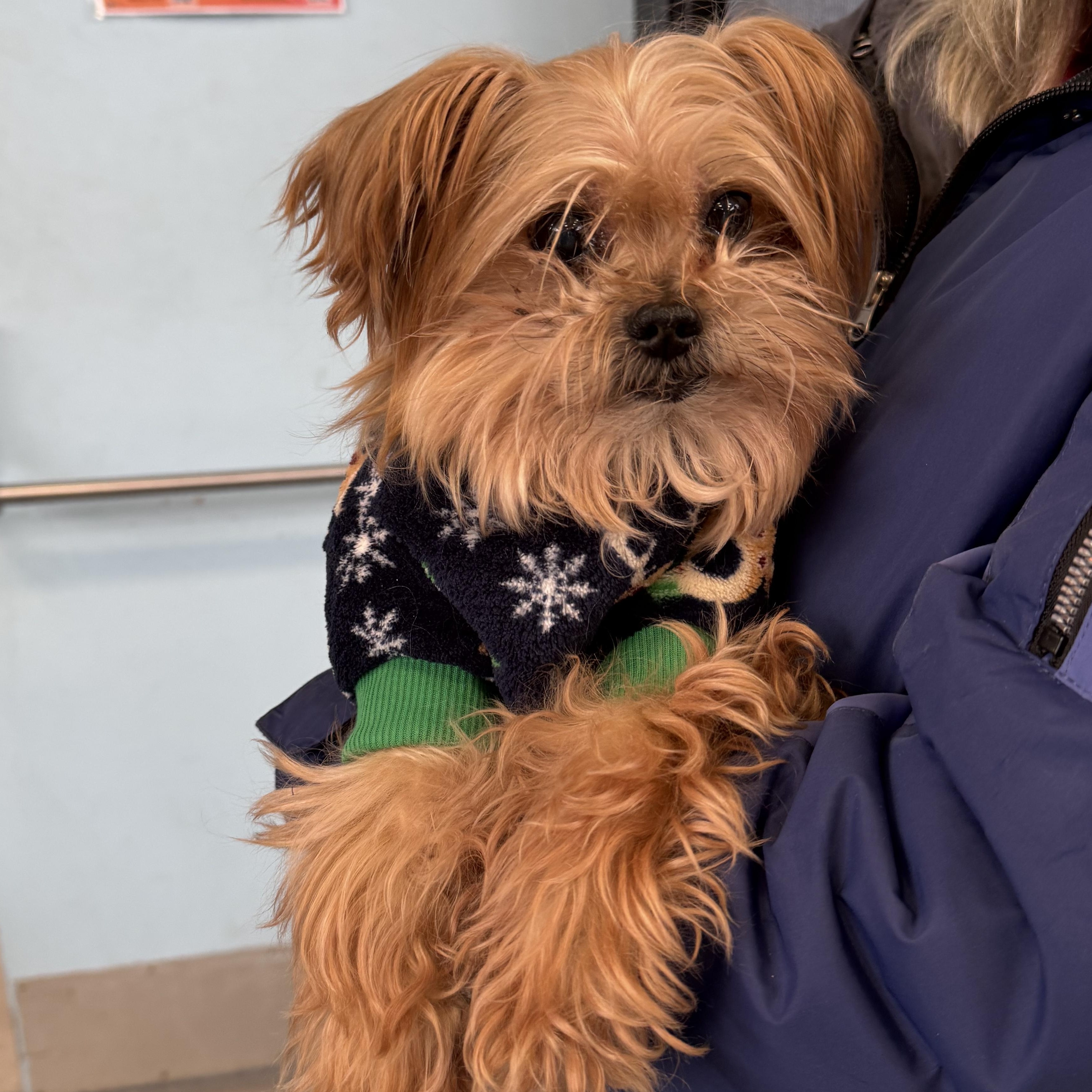 Marcus, a ADOPTABLE mixed breed in Fulton, NY image 2/6