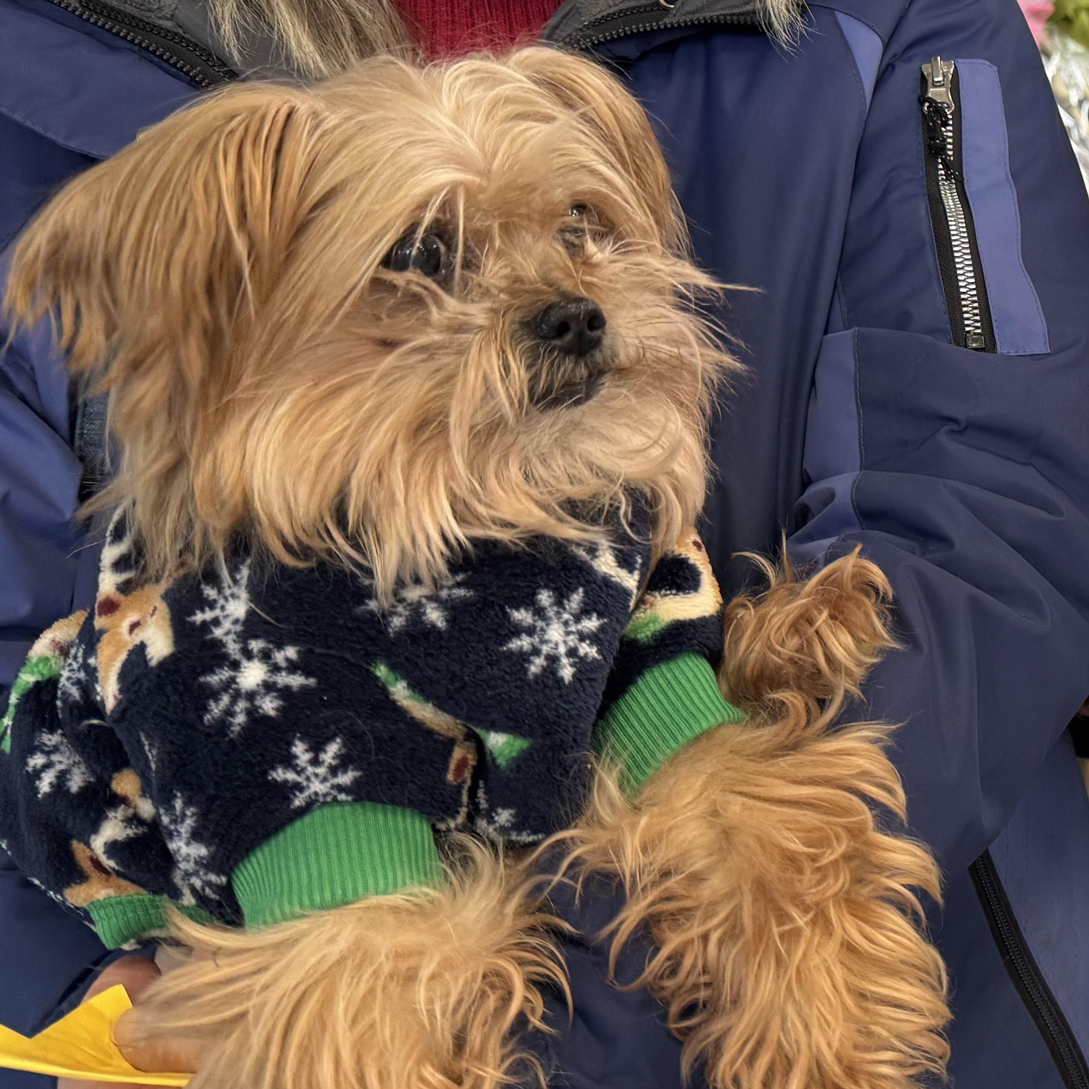 Marcus, a ADOPTABLE mixed breed in Fulton, NY image 4/6