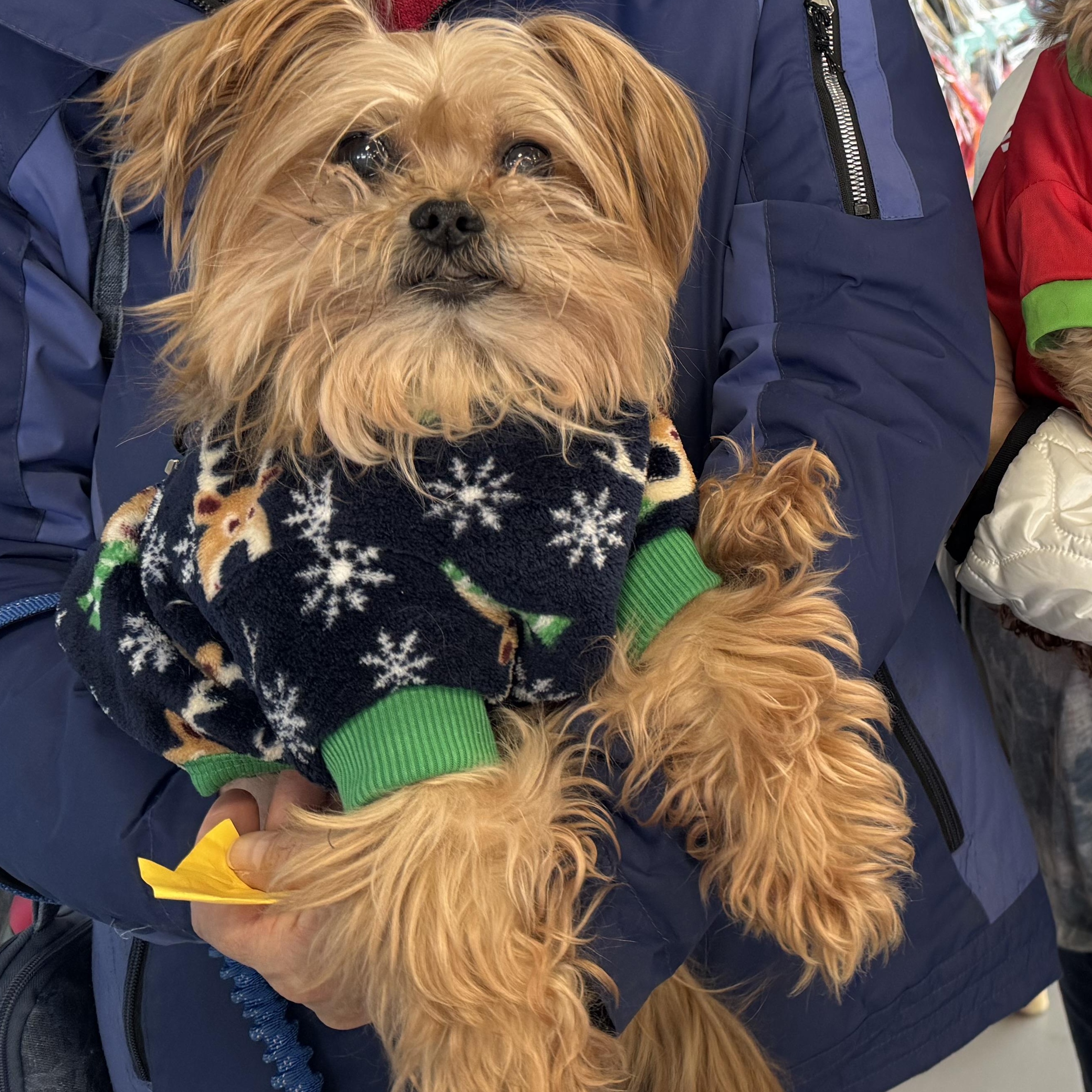 Marcus, a ADOPTABLE mixed breed in Fulton, NY image 5/6