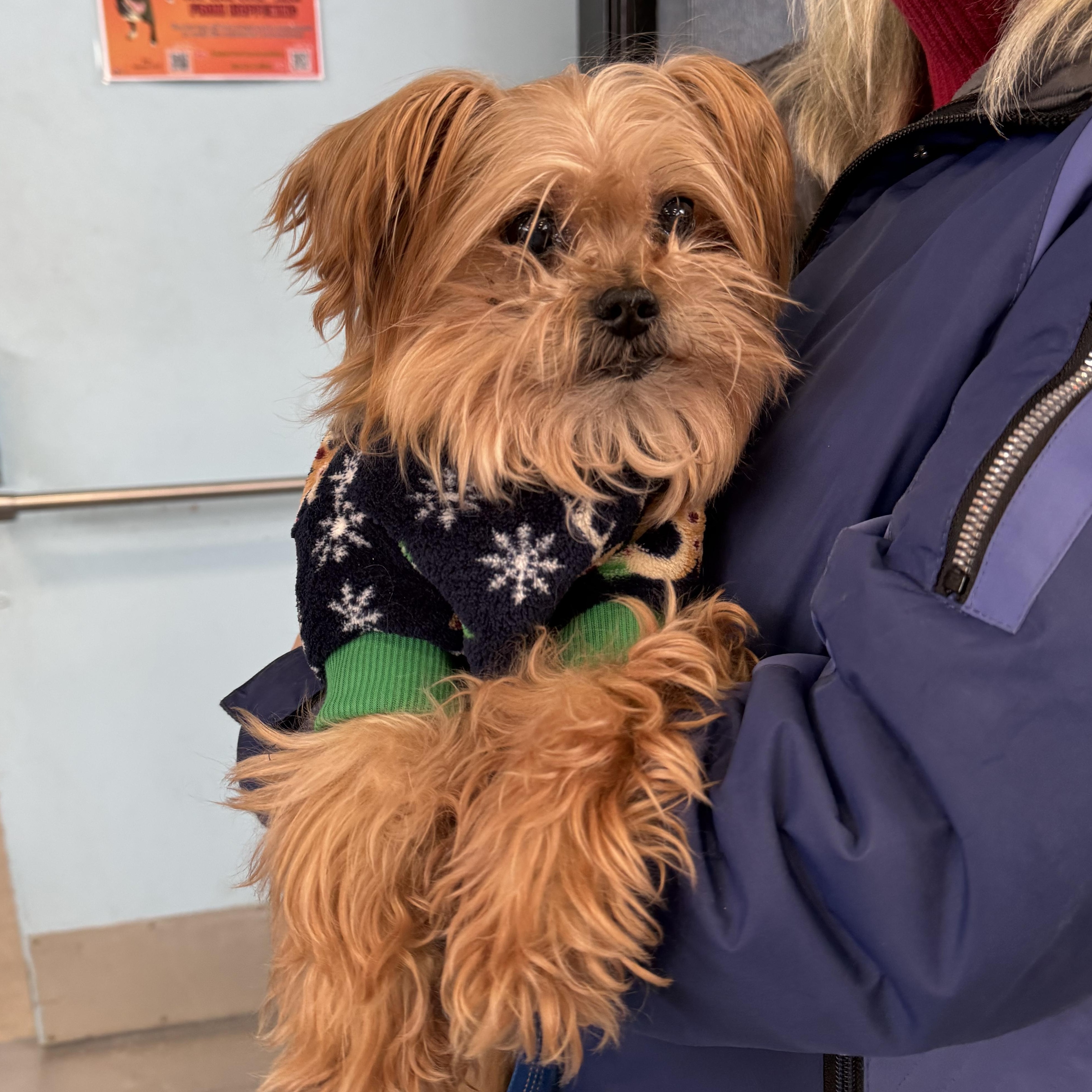 Marcus, a ADOPTABLE mixed breed in Fulton, NY image 3/6