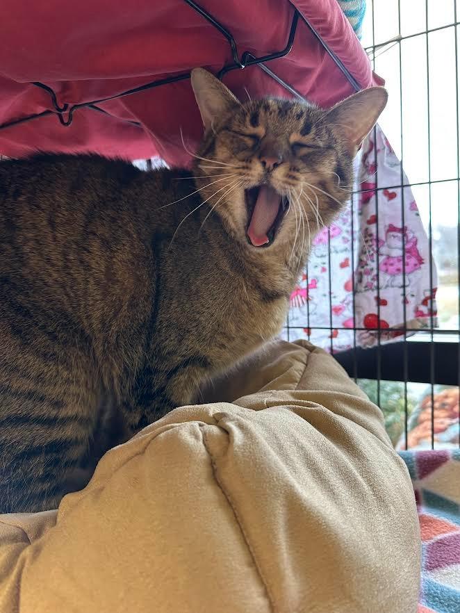 Kaylee, Adoptable, Senior Female Domestic Short Hair.