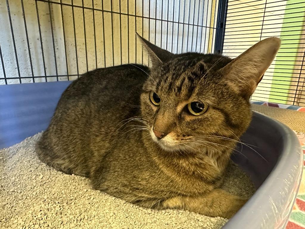 Enlarge Kaylee, a Adoptable mixed breed in Blountville, TN image 2/6