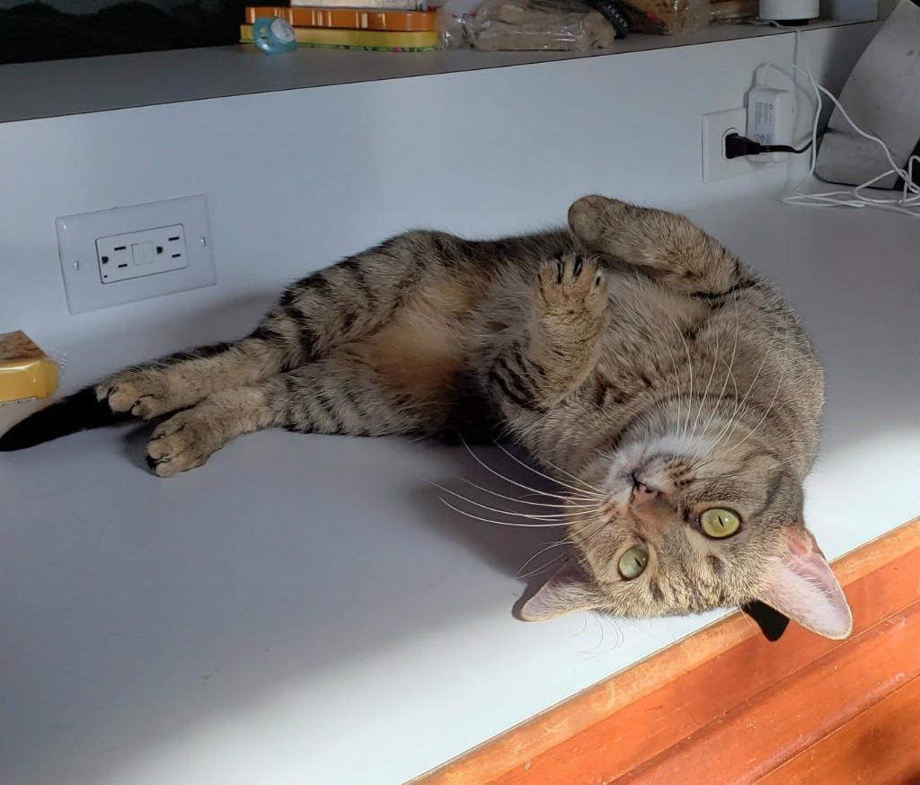 Enlarge Kaylee, a Adoptable mixed breed in Blountville, TN image 3/6