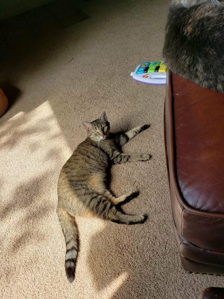 Enlarge Kaylee, a Adoptable mixed breed in Blountville, TN image 4/6