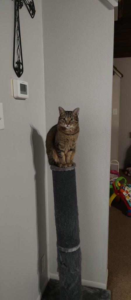 Enlarge Kaylee, a Adoptable mixed breed in Blountville, TN image 5/6