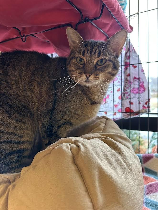 Enlarge Kaylee, a Adoptable mixed breed in Blountville, TN image 6/6