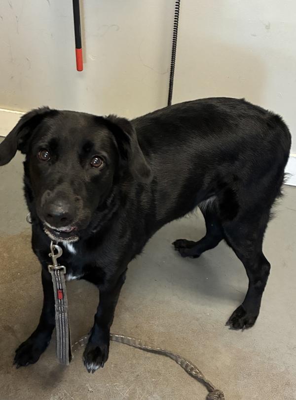 Enlarge *Kenzie*, a Adoptable mixed breed in Salt Lake City, UT image 1/1