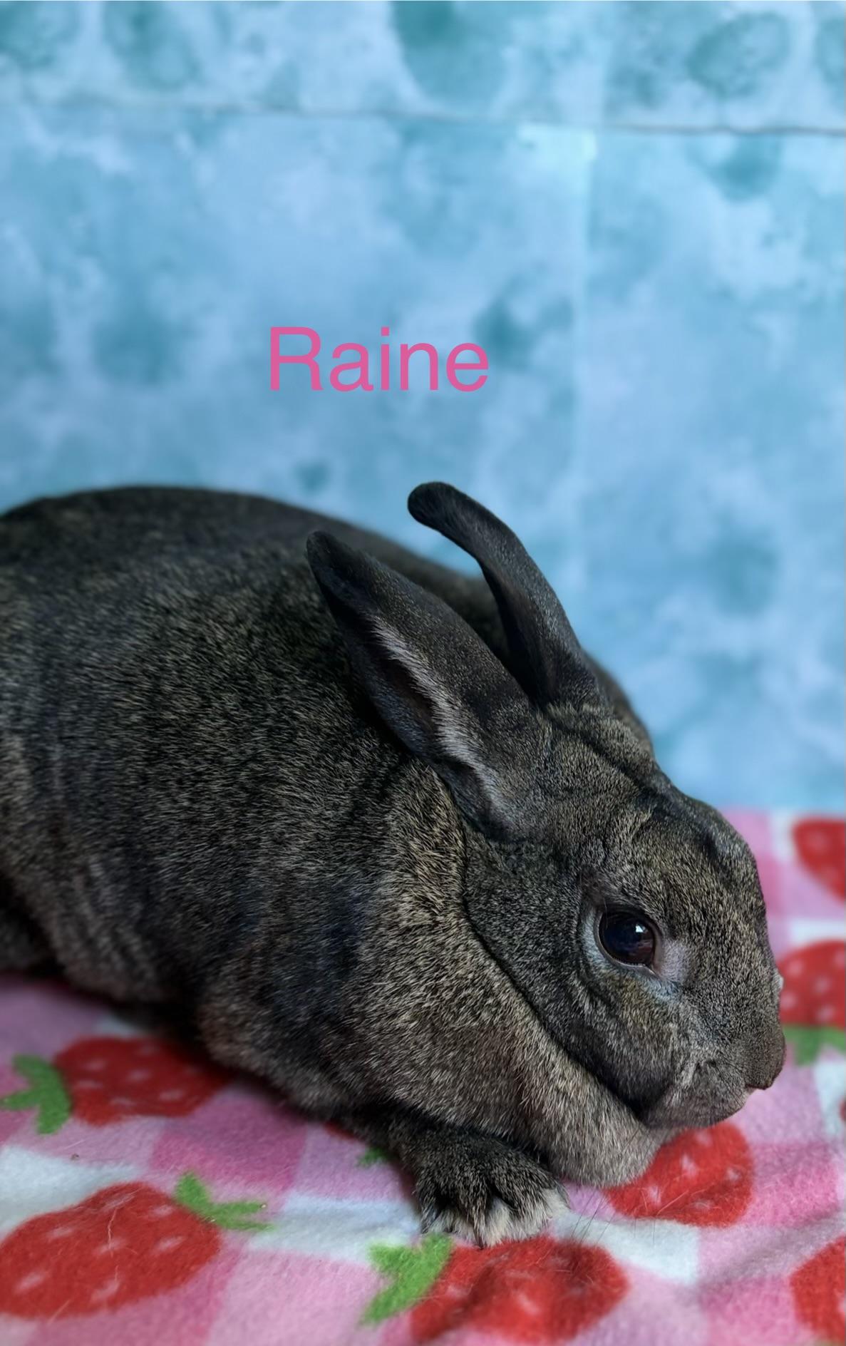 Enlarge Raine, a Adoptable Bunny Rabbit in Modesto, CA image 3/3