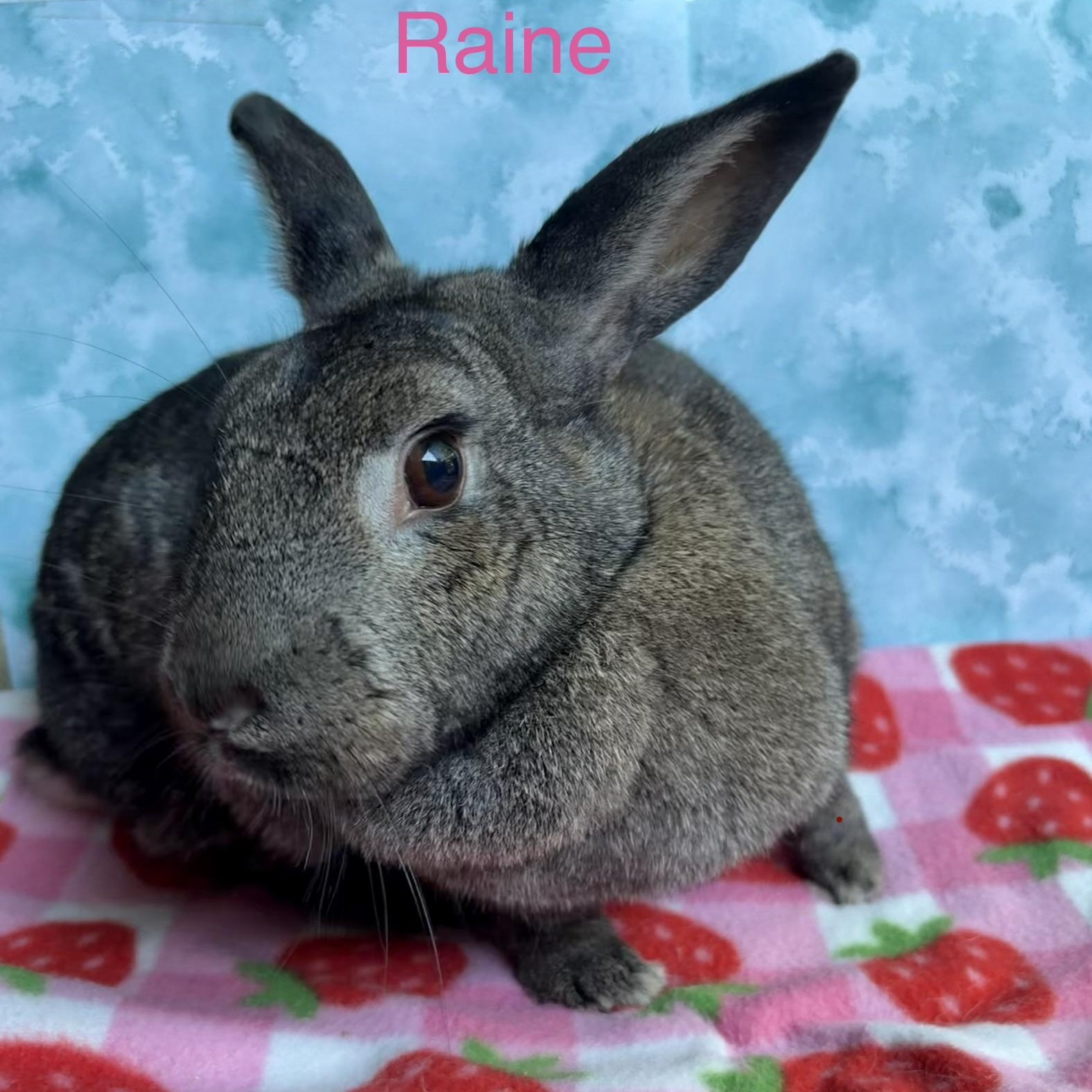 Raine, Adoptable, Adult Female Bunny Rabbit.