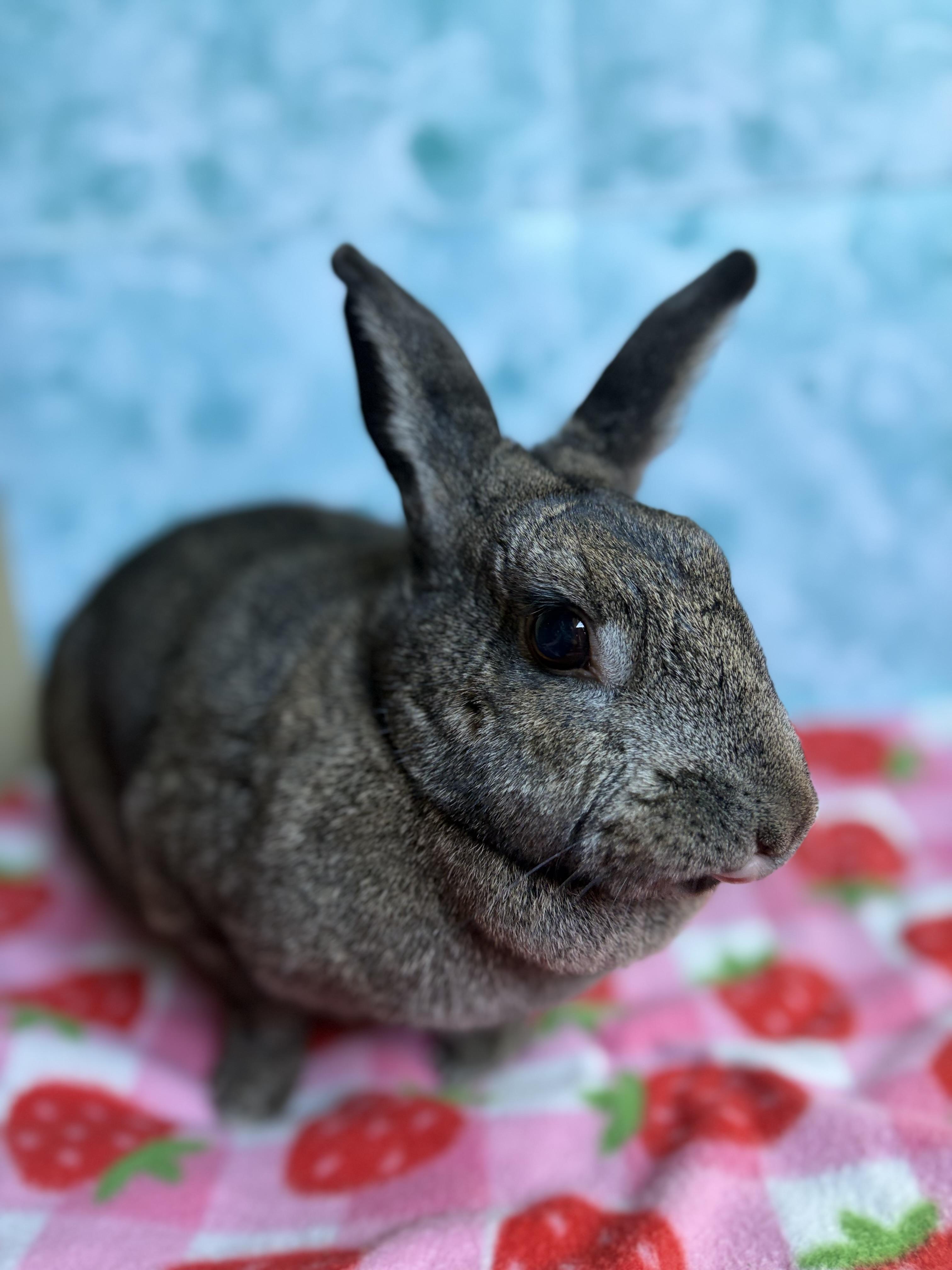 Enlarge Raine, a Adoptable Bunny Rabbit in Modesto, CA image 2/3