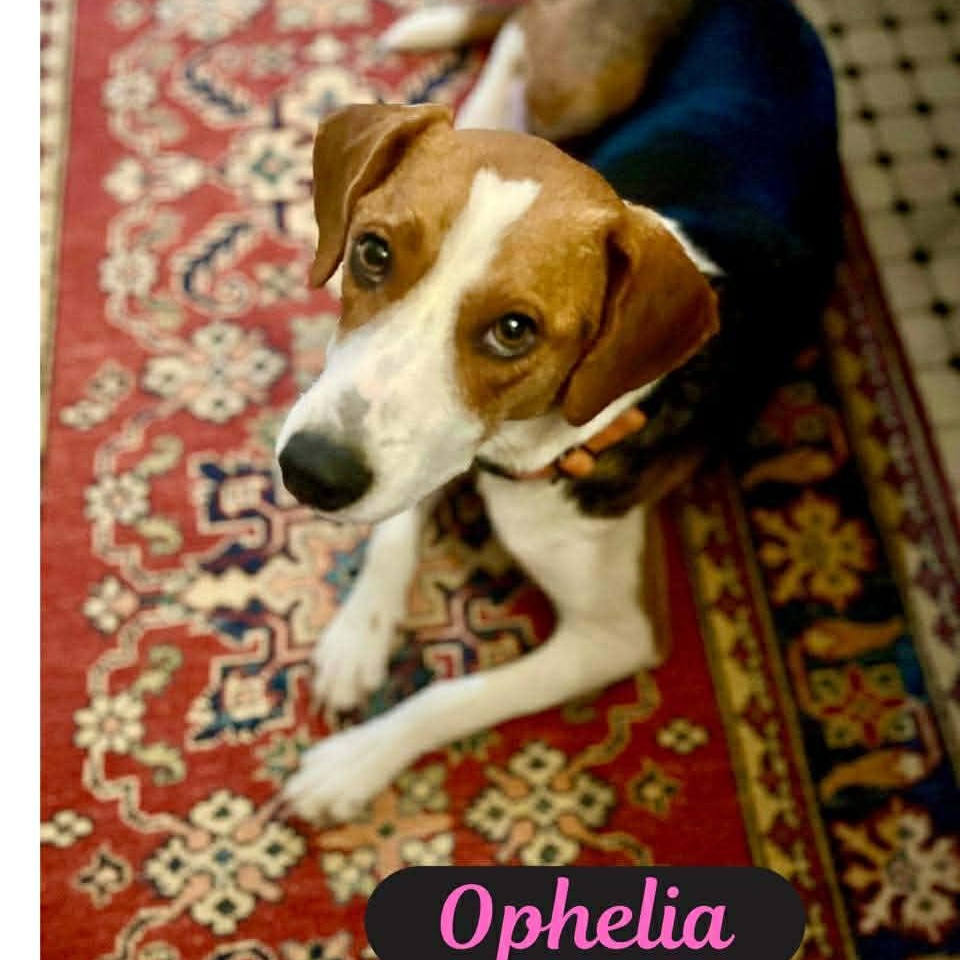 Ophelia thumbnail 2