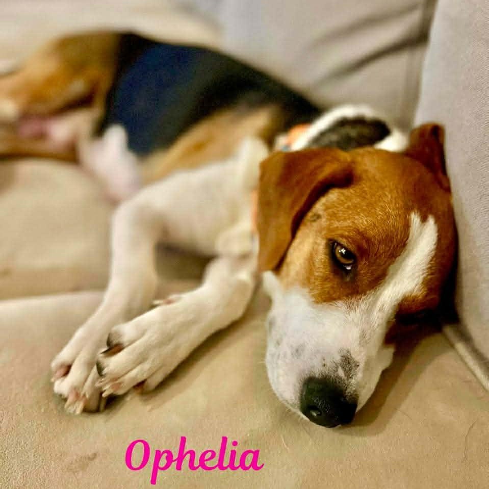 Ophelia thumbnail 3