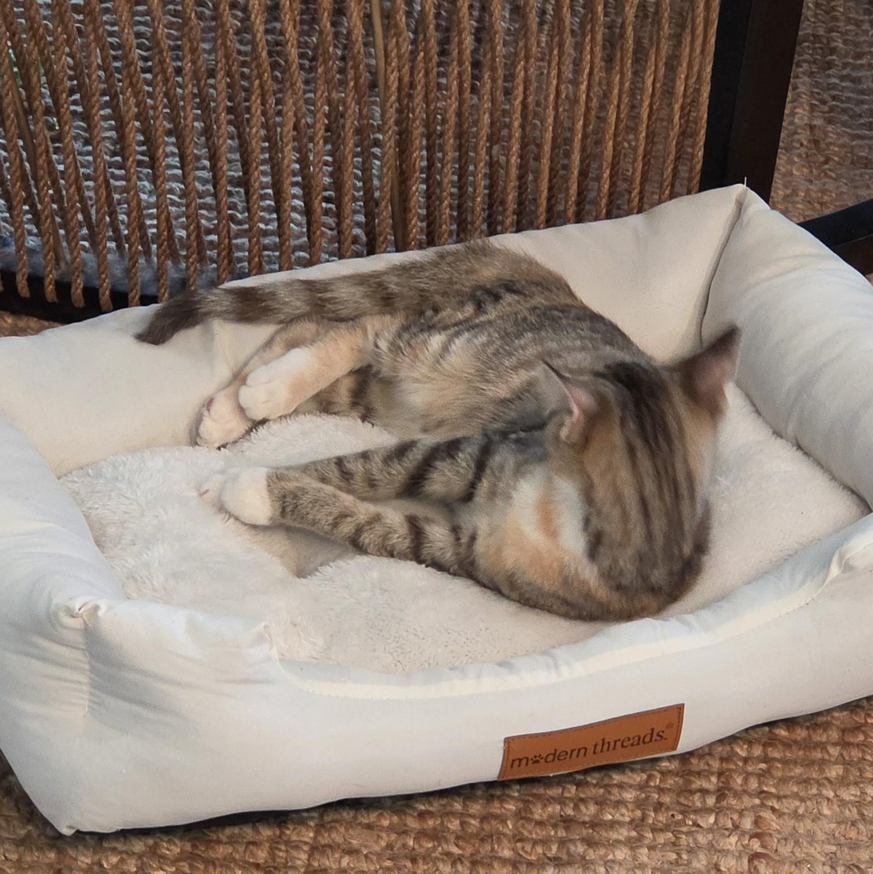 Enlarge Sutton, a Adopted Domestic Short Hair in Beaufort, SC image 3/5