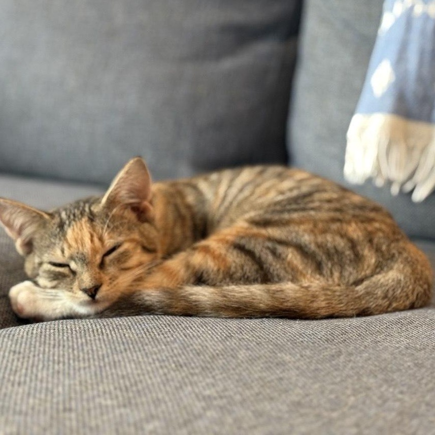 Sutton, Adopted, Kitten Female Domestic Short Hair.