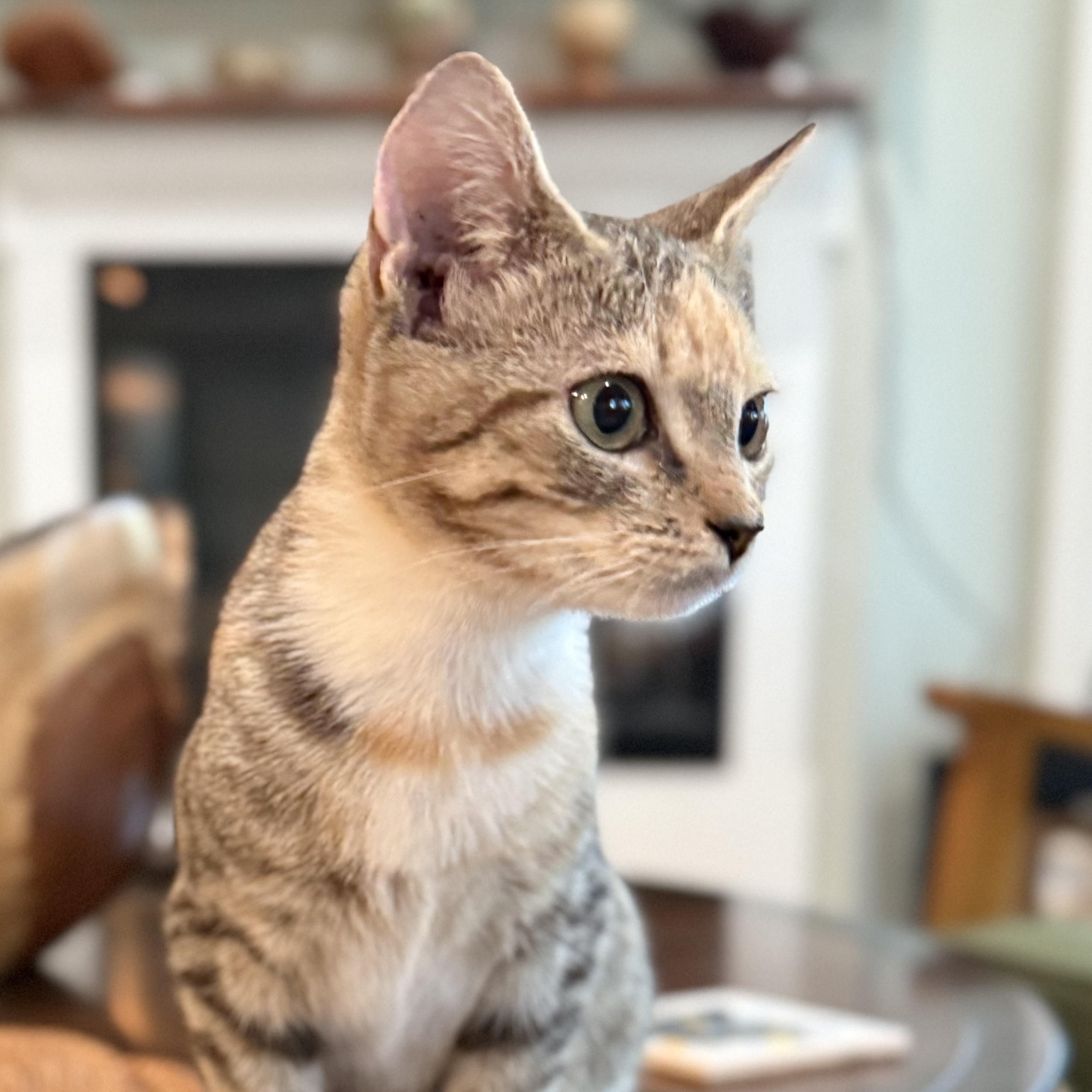 Enlarge Sutton, a Adopted Domestic Short Hair in Beaufort, SC image 2/5