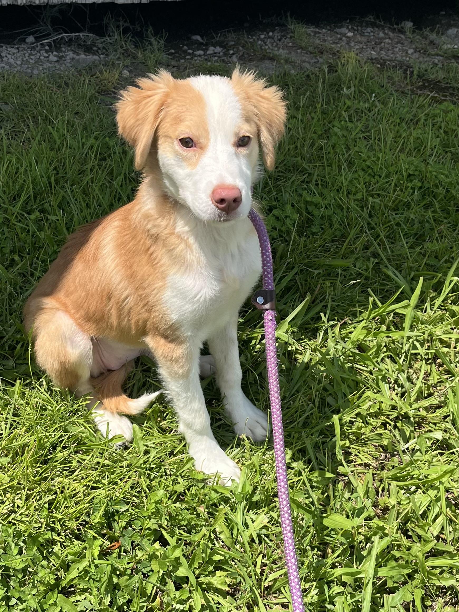 Enlarge Peaches, an adopted Mixed Breed in Mt Pleasant, SC image 2/2