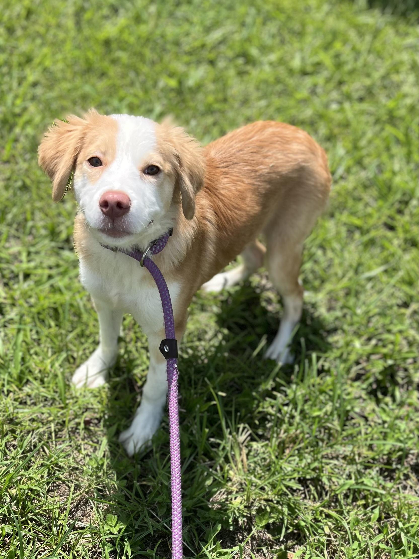 Peaches, adopted, Young Female Mixed Breed.