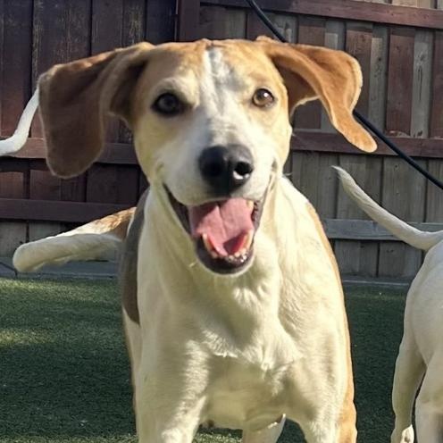 Momma Flash, Adoptable, Adult Female Hound.