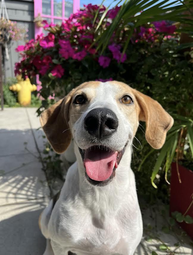 Momma Flash, a Adoptable mixed breed in Ajax, ON image 1/2