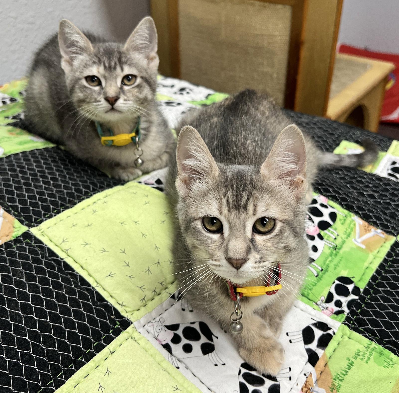 Michelle and Stephanie, Adoptable, Kitten Female Domestic Short Hair.
