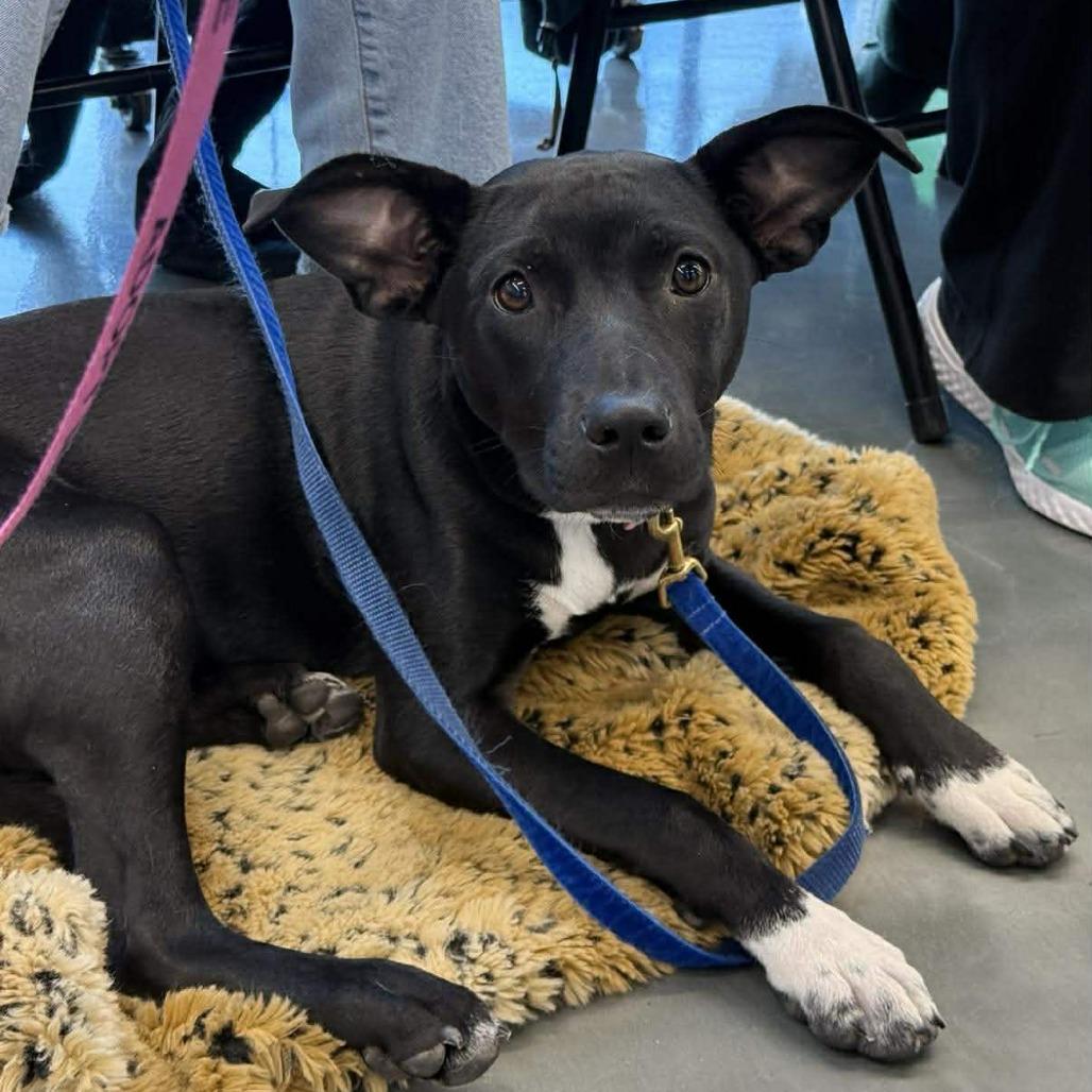 Olive /Lucille, Adoptable, Puppy Female Husky & Mixed Breed.