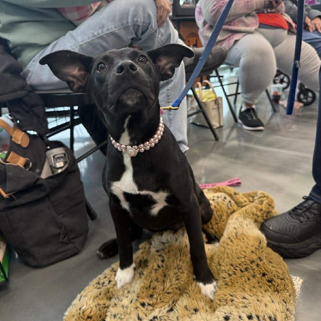 Enlarge Olive /Lucille, a Adoptable mixed breed in Joliet, IL image 2/5