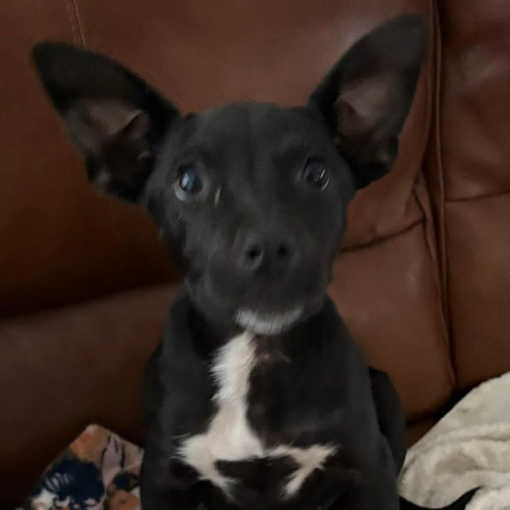 Olive, Adoptable, Puppy Female Husky & Mixed Breed.